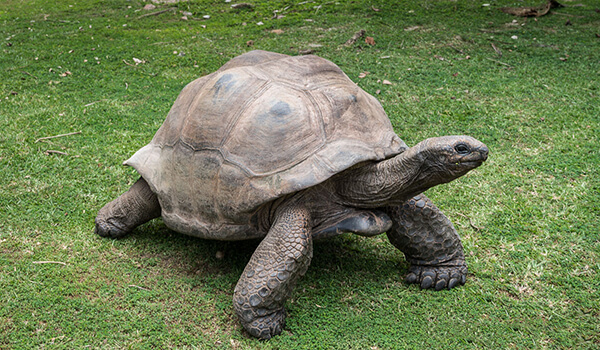Foto: hoe een gigantische schildpad eruit ziet