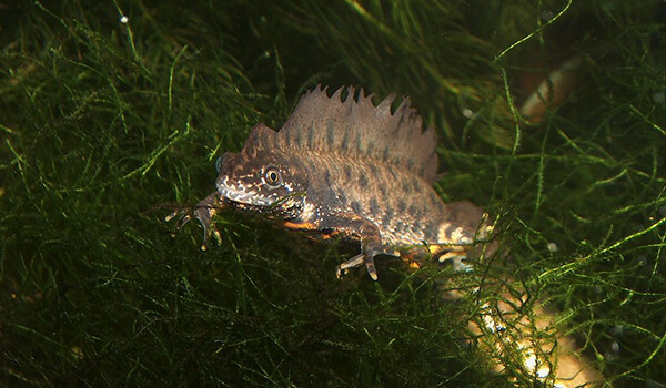 Photo: Crested newt in Russia