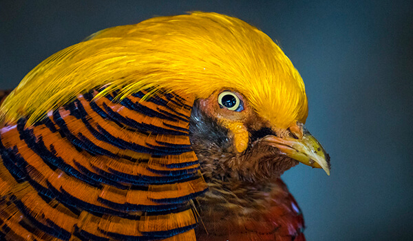 Golden pheastoant: