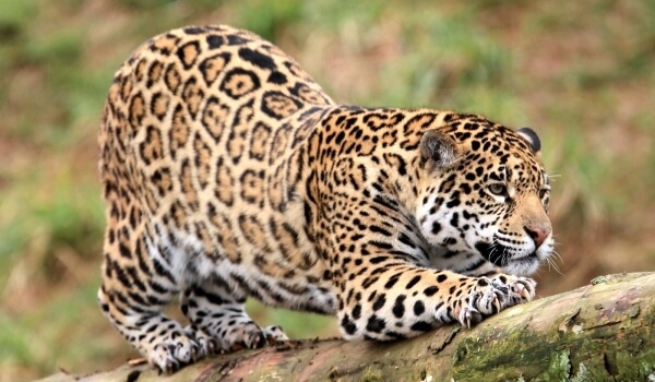 Photo: Jaguar Animal