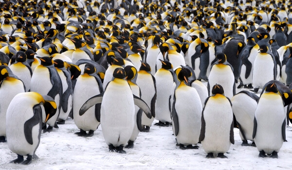 Foto: Red Book Emperor Penguin