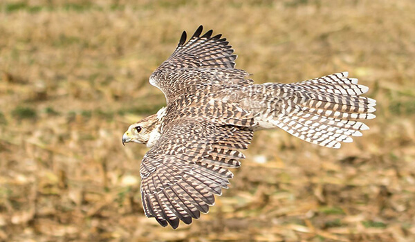Photo: Saker Falcon in flight