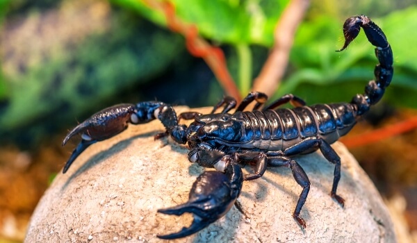Photo : Scorpion impérial