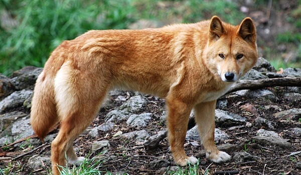 Foto: animal lobo vermelho