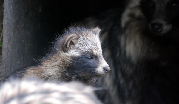 Photo: Raccoon Dog Cub