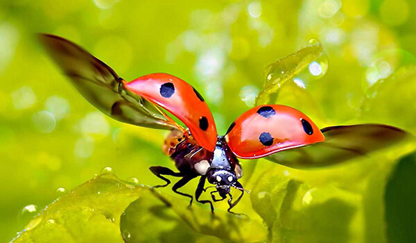 Photo: Ladybug in flight
