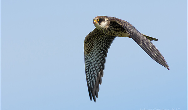 Foto: Falcon v letu