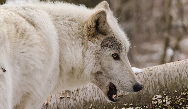 Foto: lobo da tundra na Rússia