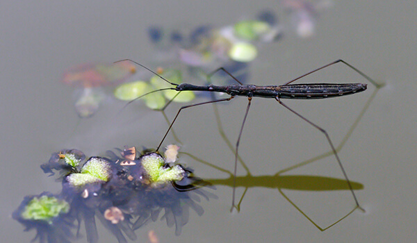 Foto: Water strider bug