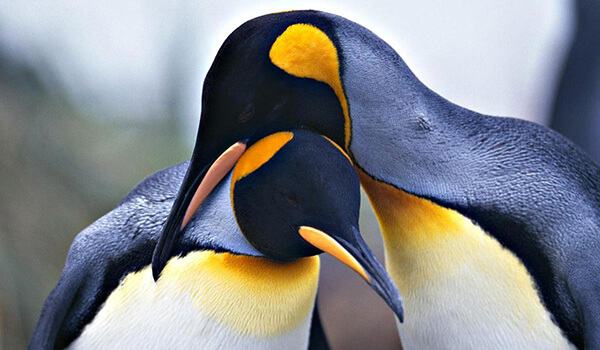 Photo: King penguin couple