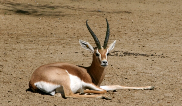 Foto: antilopa Dzeren