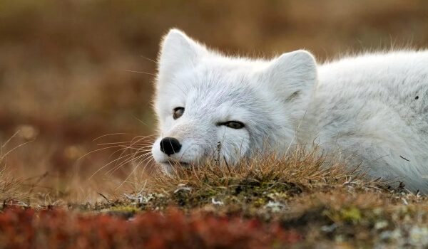 Photo: Arctic fox in the tundra