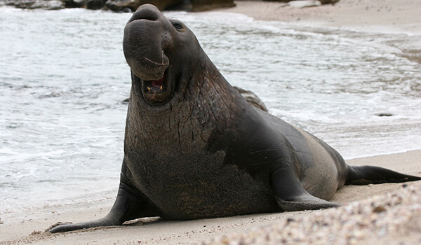 Photo: Elephant Seal