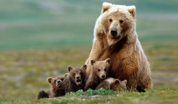 Foto: Grizzly Bear