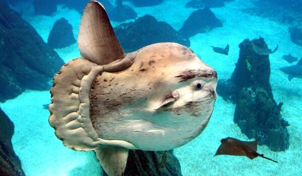 Photo: Large Moonfish