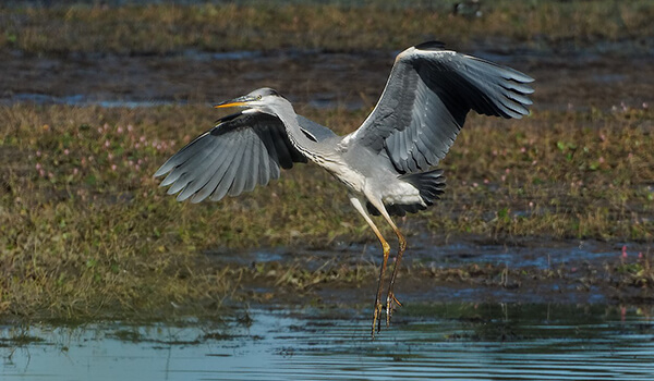 Photo: Gray heron in flight