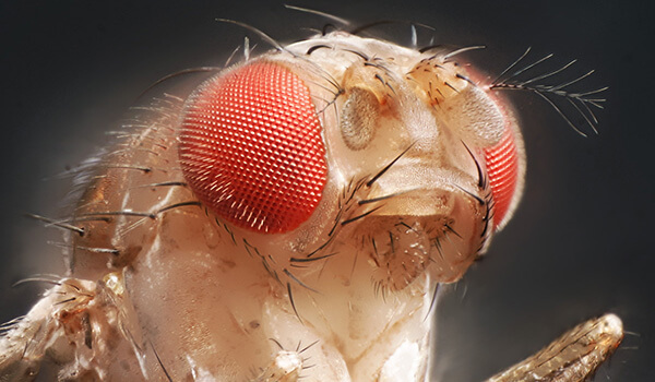 Photo: What does a Drosophila fly look like