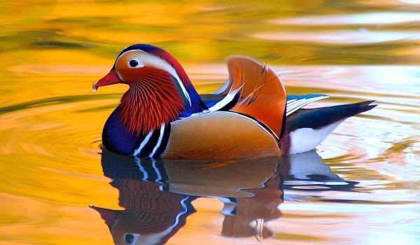 Photo: Mandarin duck