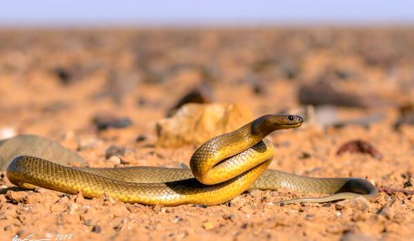 Foto: Dangerous McCoy's taipan snake