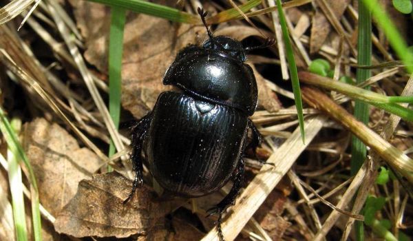 Photo: Large Scarab Beetle