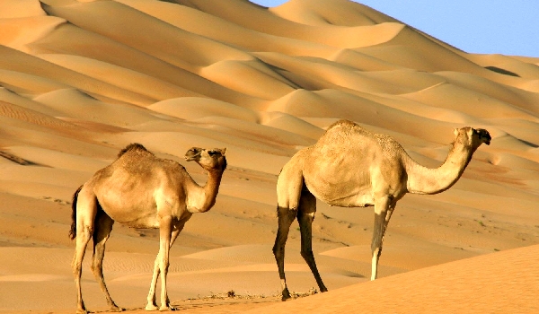 Características do camelo corcunda