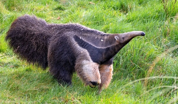 Photo: Anteater from the Red Book