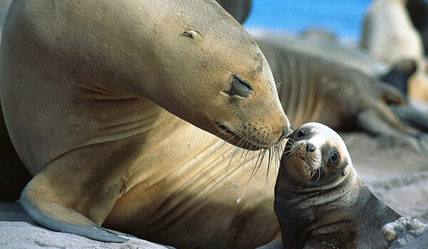 Photo: Baby Fur Seal
