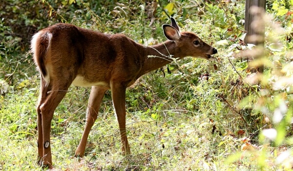 Photo: Animal white-tailed deer