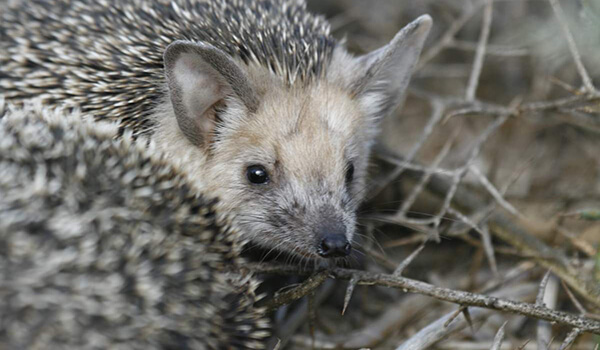 Photo: Small eared hedgehog