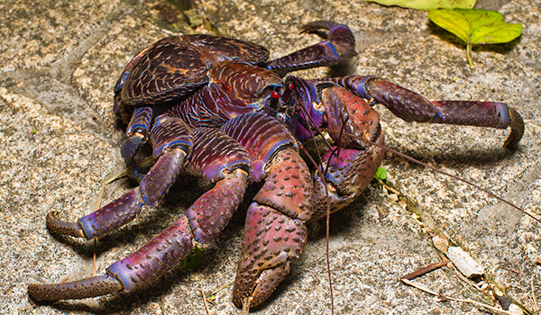 Photo: Palm Thief Crab