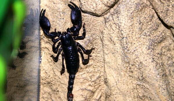 Photo : Scorpion empereur noir
