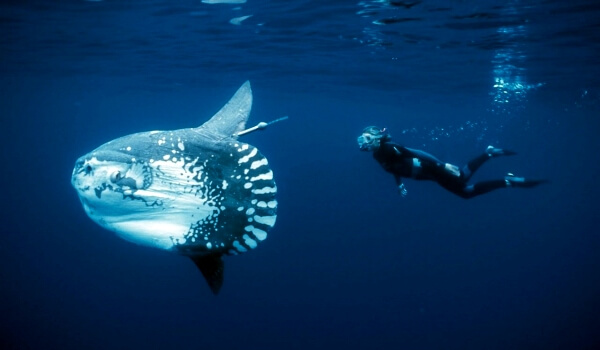 Photo: Sea Moonfish