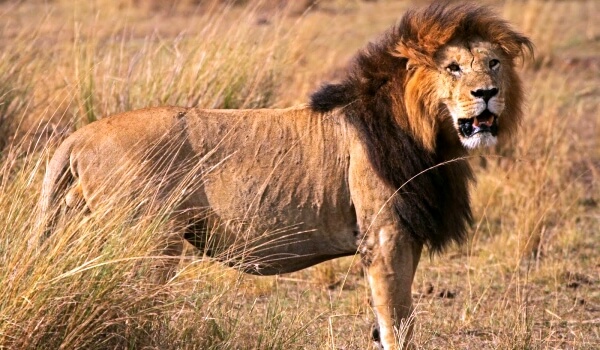 Foto: animal león asiático
