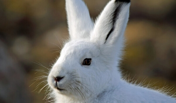 Hare hare description