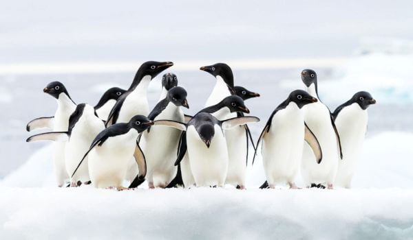 Foto: pinguins Adélie