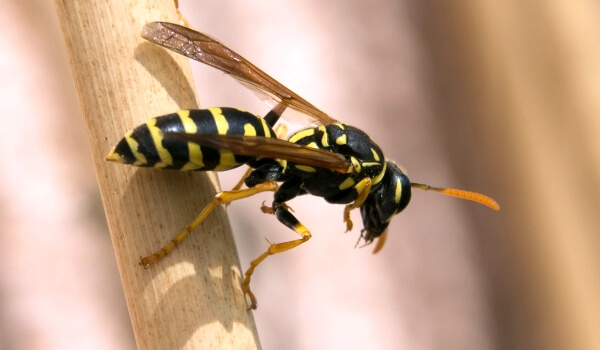 Photo: Animal Wasp