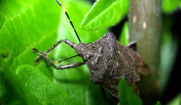 Foto: Escarabajo de mármol Territorio de Krasnodar