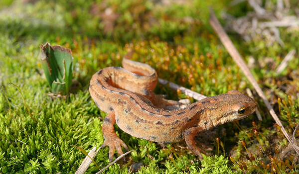 Foto: Vanlig salamander i Russland