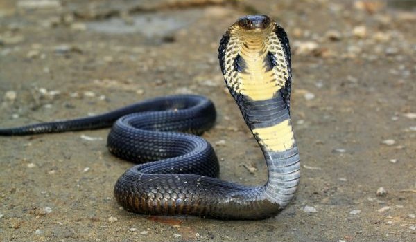 Photo: King cobra in nature