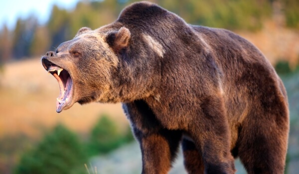 Foto: Angry Grizzly Bear