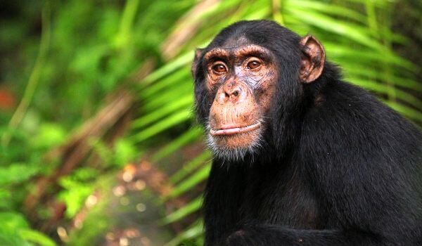 Foto: chimpanzé primata