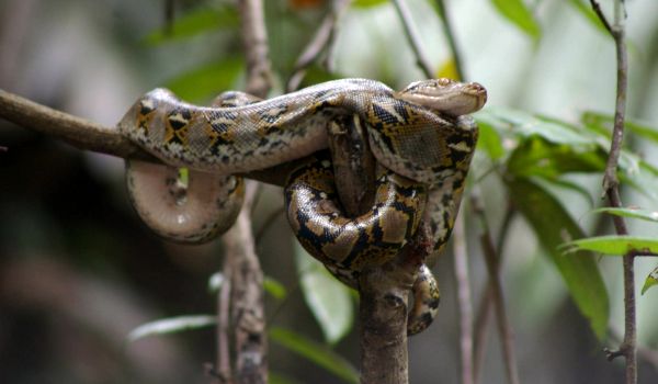 Photo: Reticulated python in nature