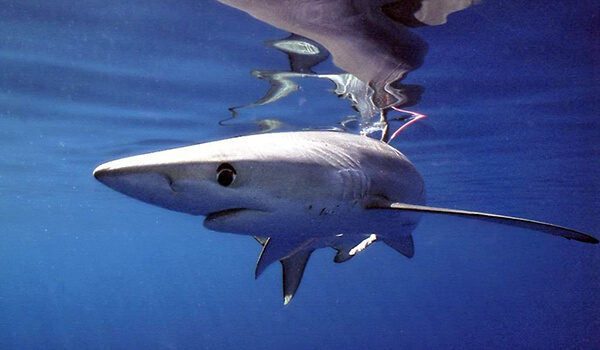 Photo: Red thresher shark books