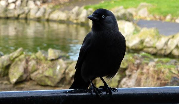 Photo: Jackdaw in the city