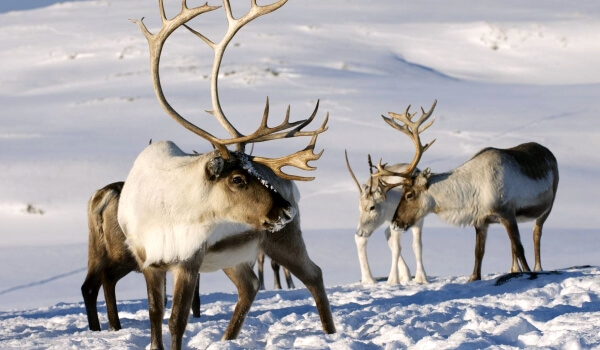 Photo: Reindeer in Winter