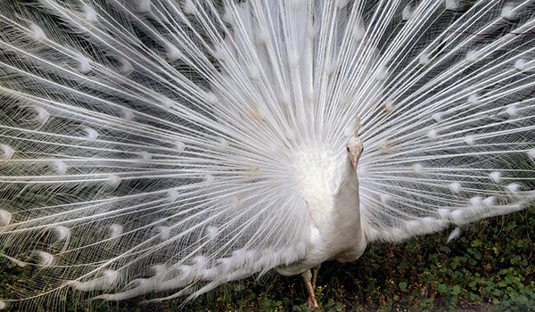Photo: White Peacock