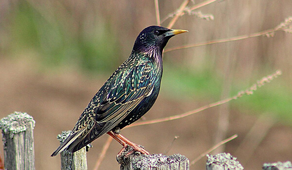 Photo: Starling in nature