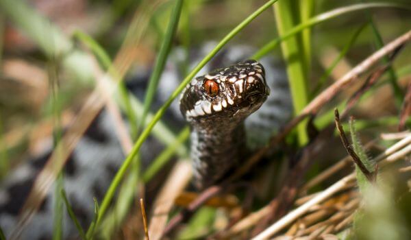 Photo: Poisonous Cottonmouth Snake