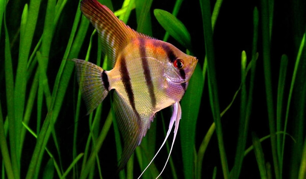 Foto: Almindelig angelfish