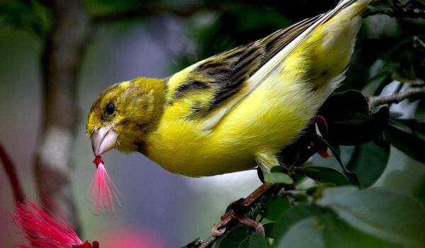Photo: Male Canary